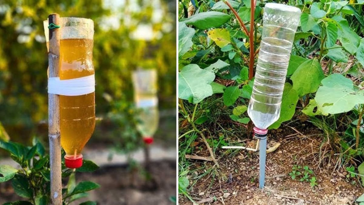 How to Make a Dripper for Your Garden: Easy DIY Drip Irrigation for Water-Efficient Plant Growth