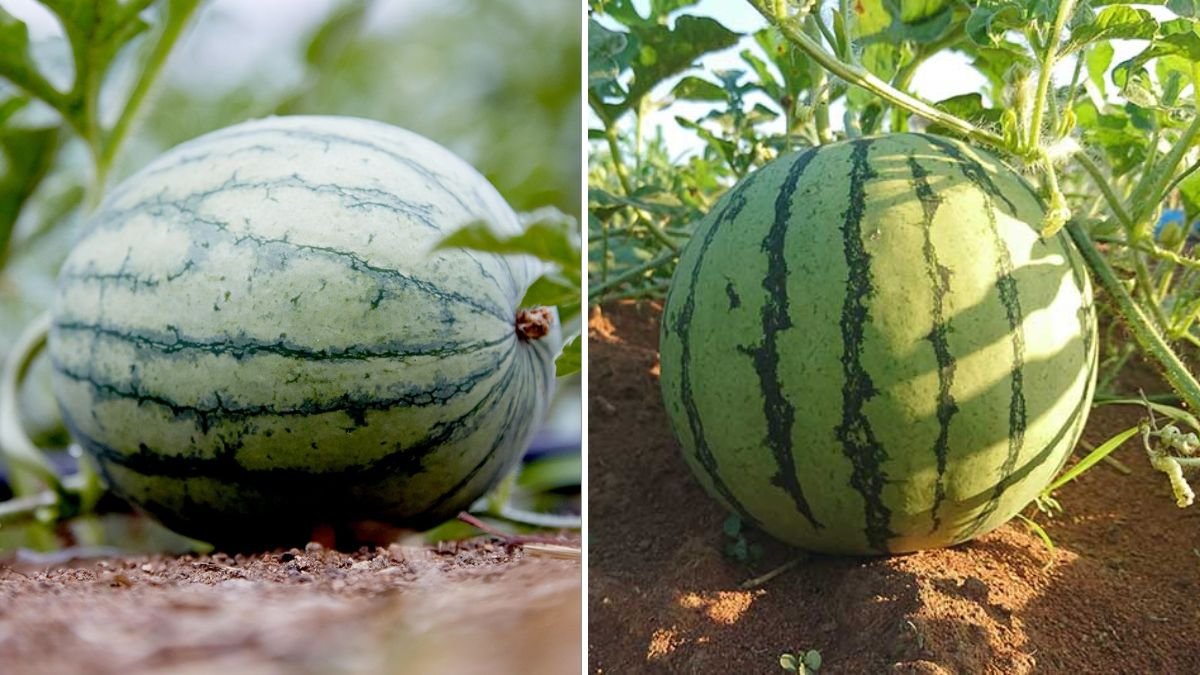 How to Grow Juicy Watermelons in Your Garden: Complete Step-by-Step Guide for Sweet and Healthy Fruits