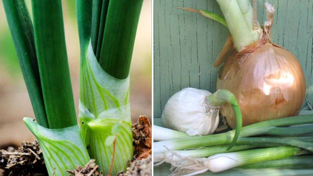 Best Tips for Thickening Green Onion Naturally for Stronger Stalks and Better Harvests