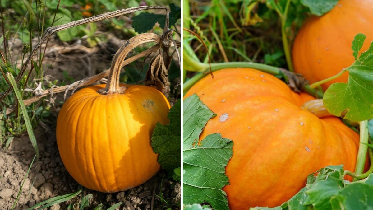 My Pumpkin Garden: A Complete Journey from Seed to Harvest at Home
