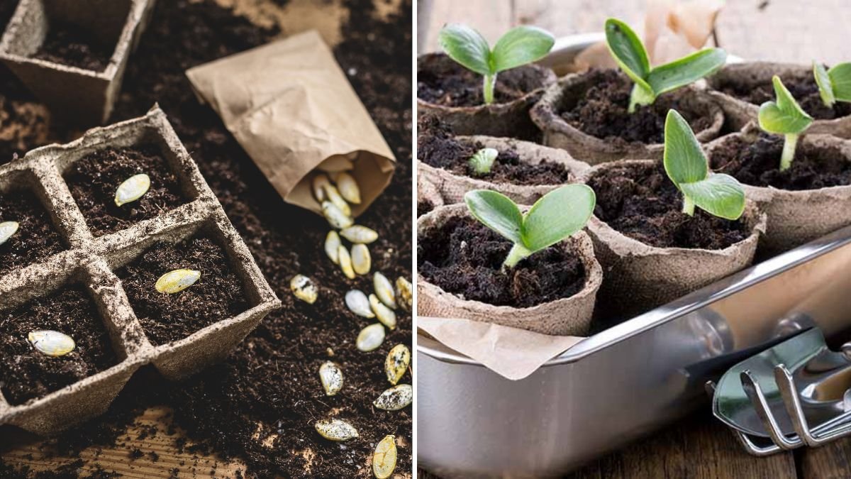 How to Create New Pumpkin Seedlings: A Step-by-Step Seed Starting Guide