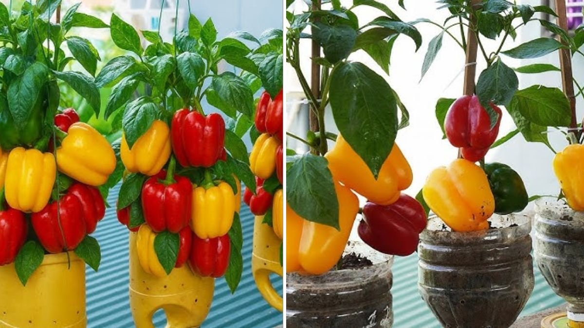 Growing Peppers in Plastic Bottles: A Complete Guide to High-Yield Container Gardening at Home