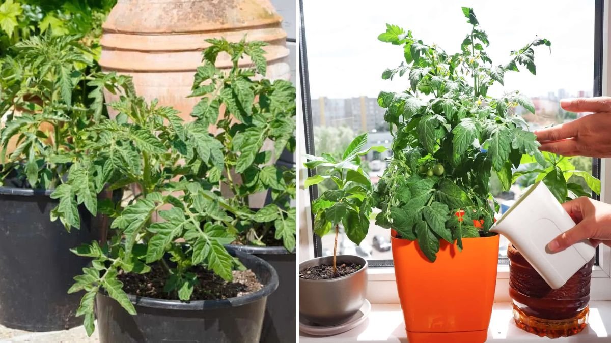 GROW Juicy Tomatoes in Pots with These Simple Tricks!