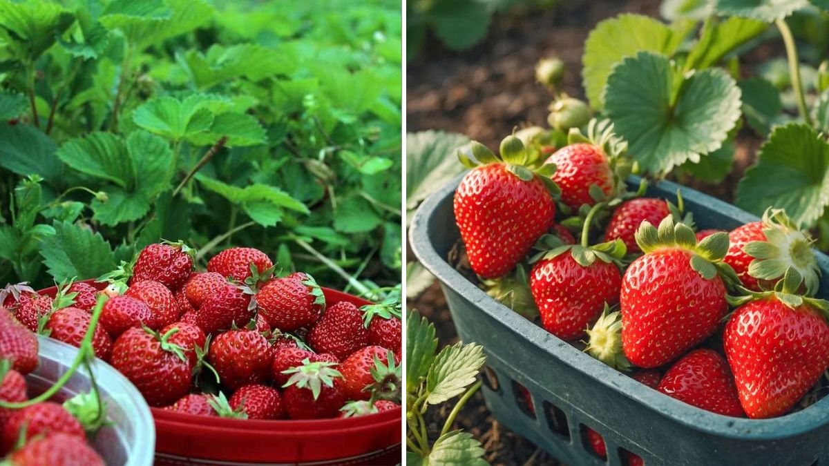 I Grow Strawberries Easily at Home Using Simple and Proven Methods