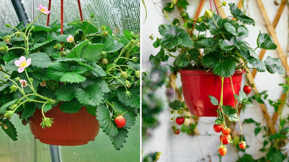 Grow STRAWBERRIES at Home Easily – Sweet, Juicy Harvest All Year