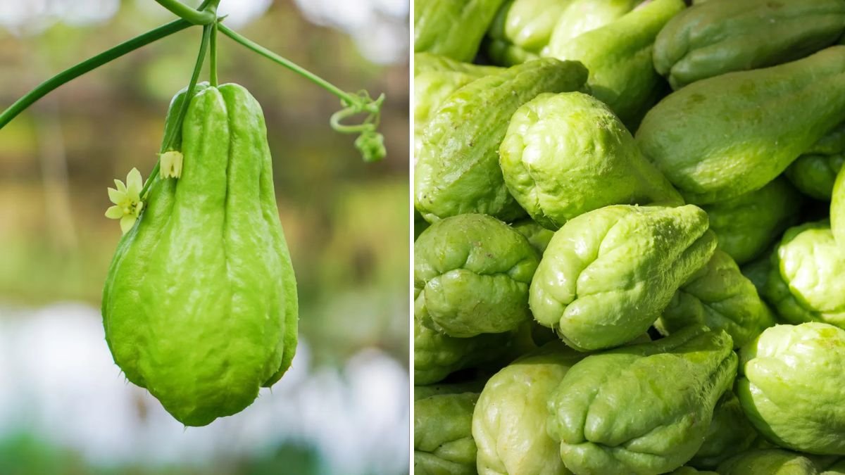 Innovative Urban Gardening: How to Grow Chayote Using Bicycles as Vertical Supports