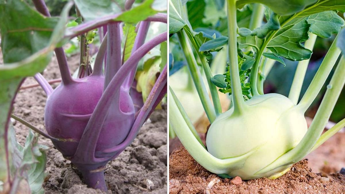 How to Grow Kohlrabi Using Kitchen Waste: Sustainable, Fast, and Productive