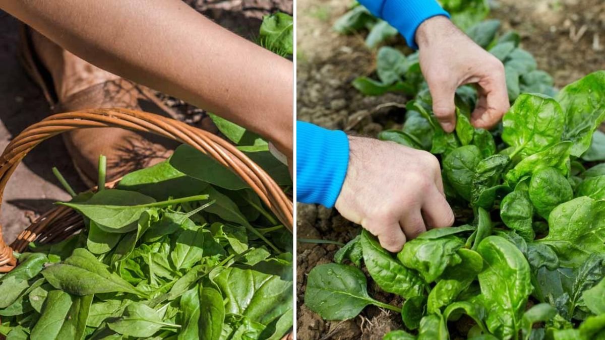 Tips for Growing Clean and Fresh Vegetables: Healthy, Pesticide-Free Harvests