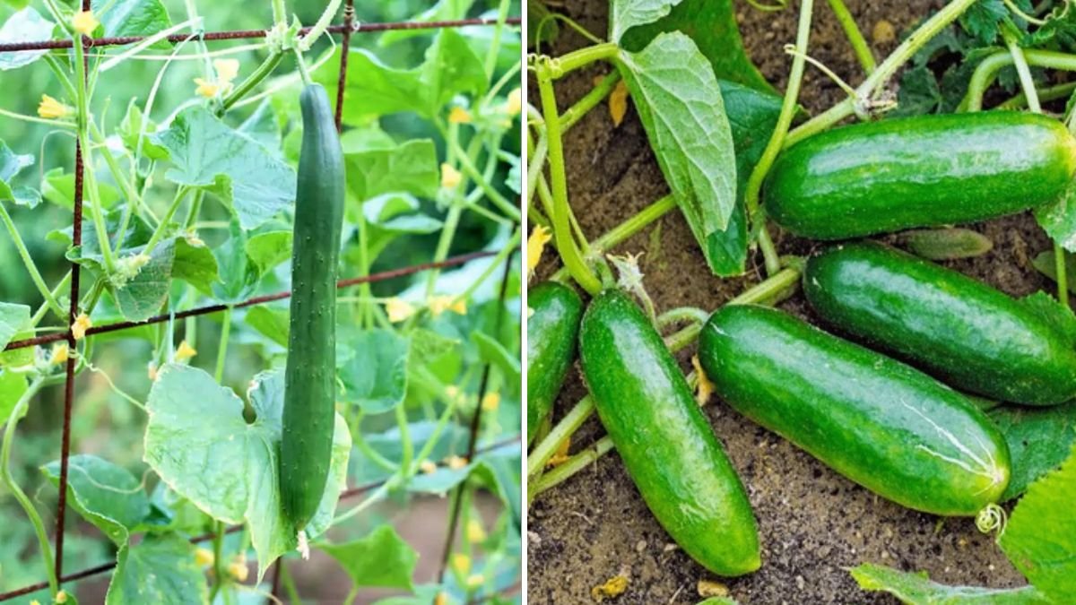 Tips for Growing Cucumbers in Pots: Maximize Your Harvest in Small Spaces