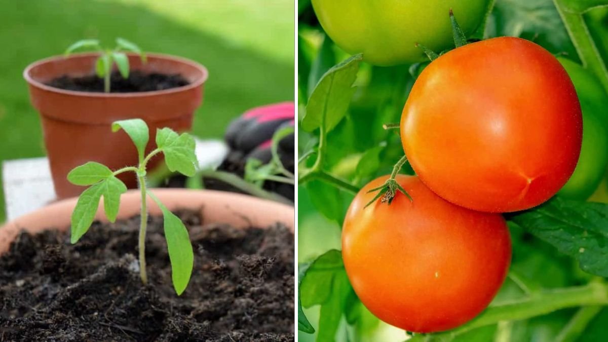 Grow Simple, Clean Vegetables Without Chemicals: A Cost-Effective Guide
