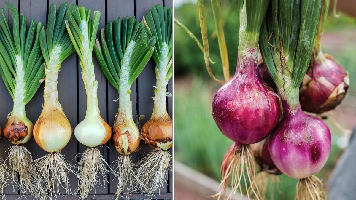 How To Grow Onions On the Balcony Easily and Harvest Fresh Bulbs in Small Spaces