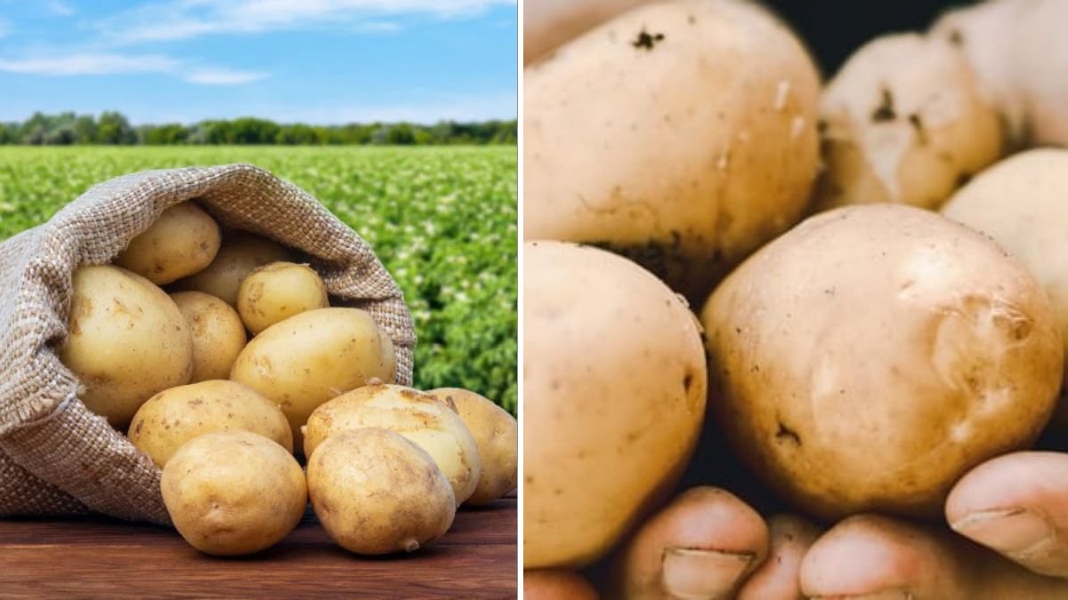 What A Surprise When Growing Potatoes In Containers