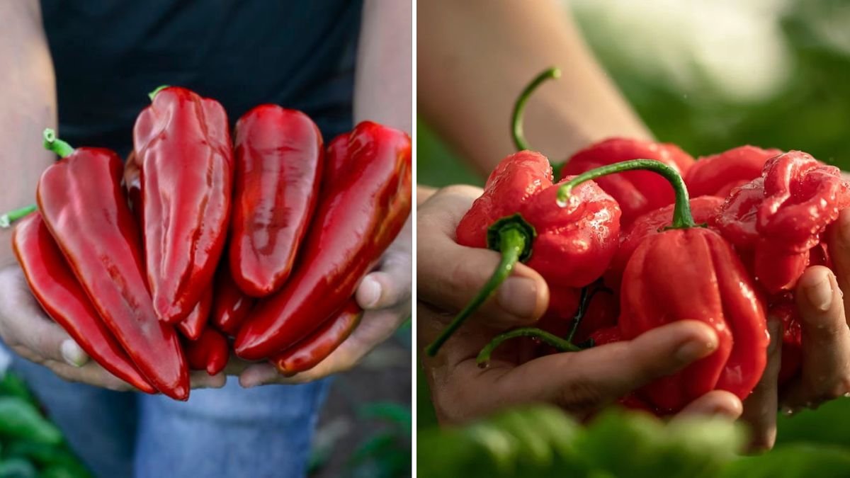 No Garden? Grow Tons of Peppers in Hanging Bottles – Balcony-Friendly Method