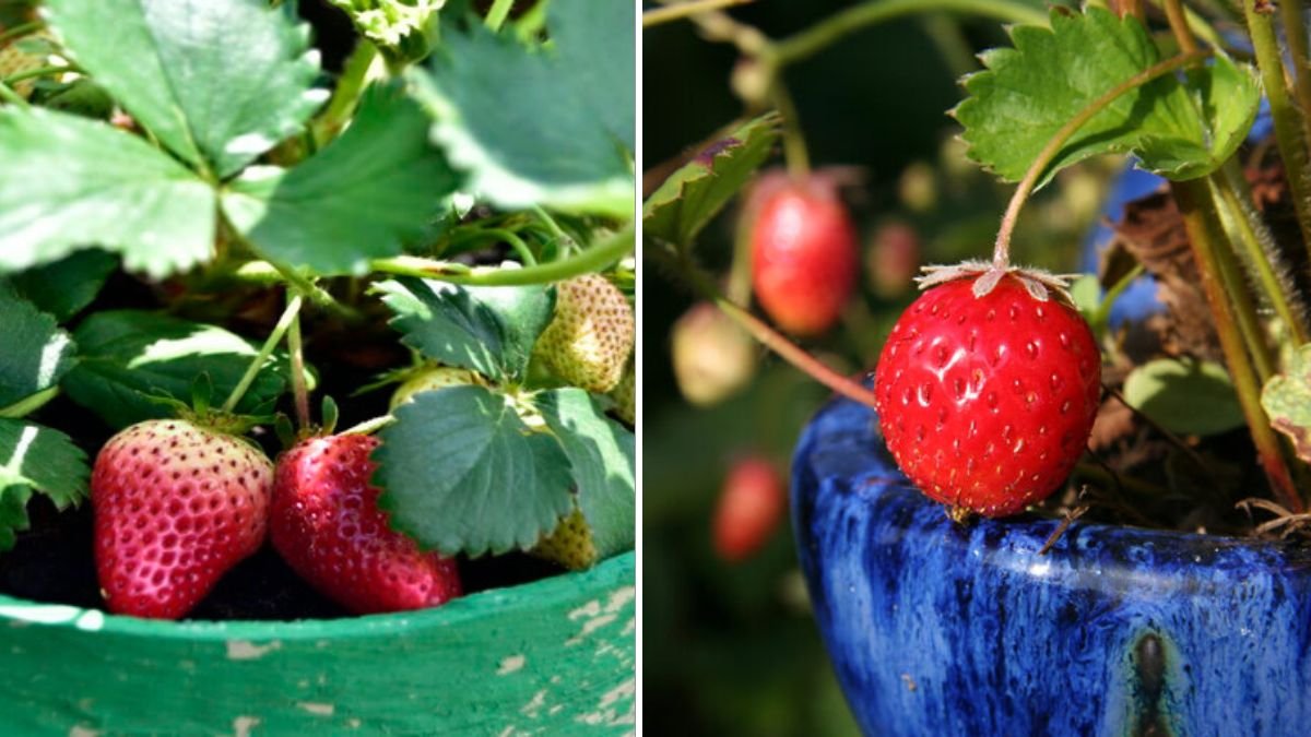 Balcony Strawberry Gardening: Big Harvests from Small Plastic Containers