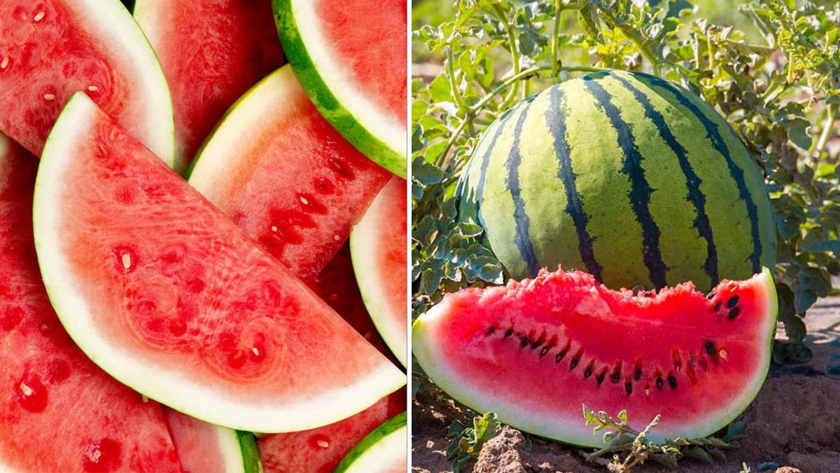 Speedy Watermelon Growing Techniques for Big, Juicy Harvests in Your Garden