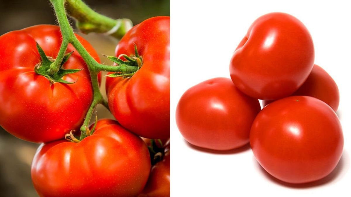 Transform Plastic Bottles into Tomato Gardens: Smart Recycling Method for High-Yield Home Growing