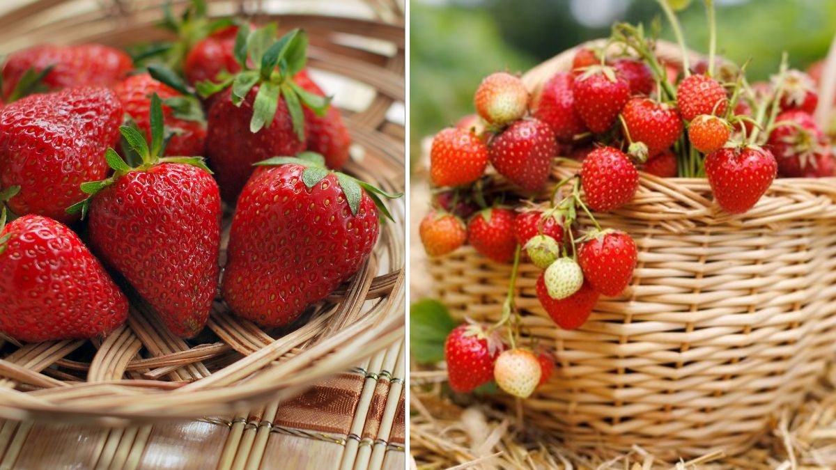 How to Grow Strawberries in Hanging Baskets for Sweet, Heavy Home Harvests