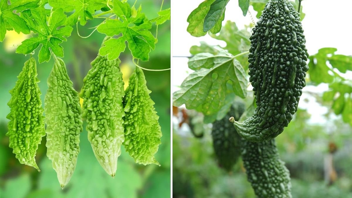 How to Grow Bitter Melon in Containers for Healthy, High-Yield Home Harvests