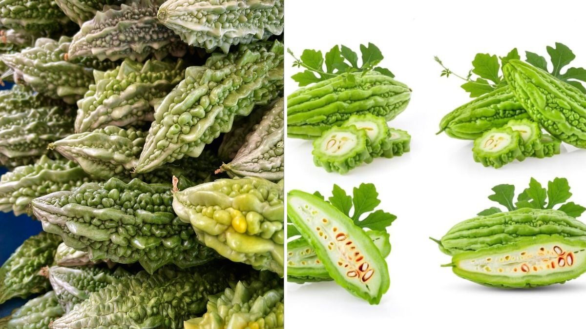 How to Grow Bitter Melon in Old Tires – A Simple and Effective Gardening Hack for Massive Harvests