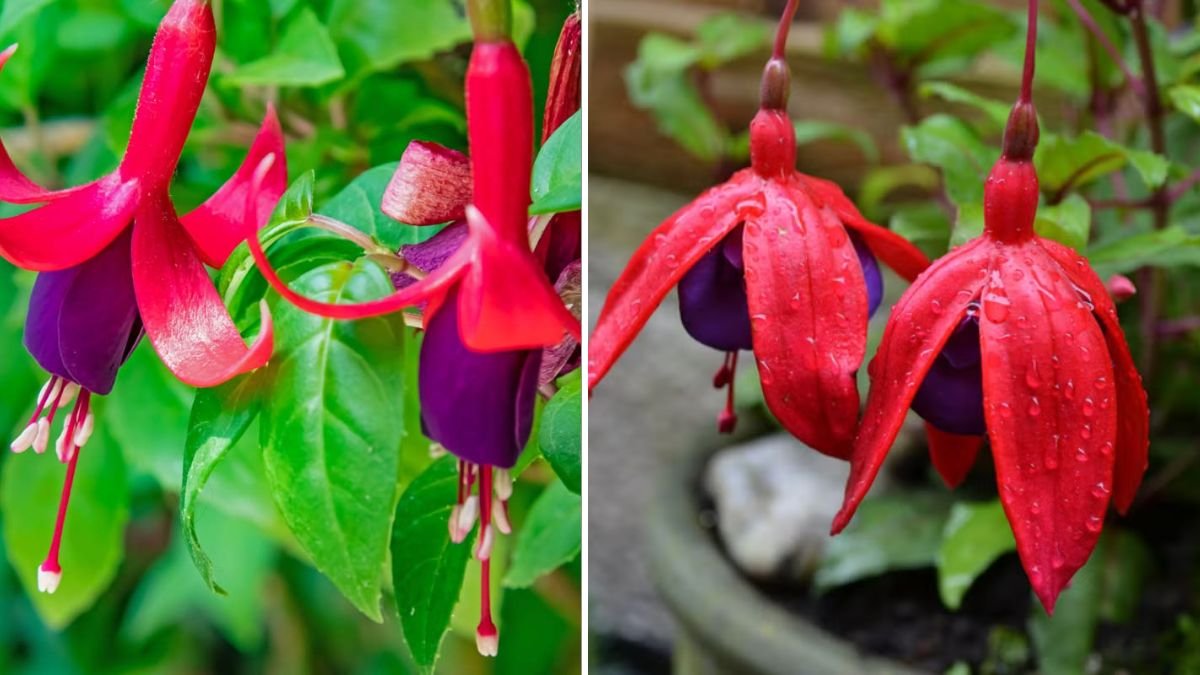 A Comprehensive Guide to Successfully Cultivating Fuchsia Plants Indoors