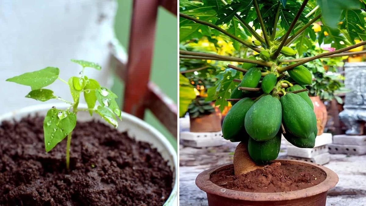 A Beginner's Guide to Successfully Growing Papaya in Pots at Home