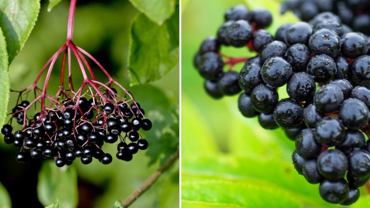 A Complete Guide to Successfully Growing Elderberry in the Canadian Climate