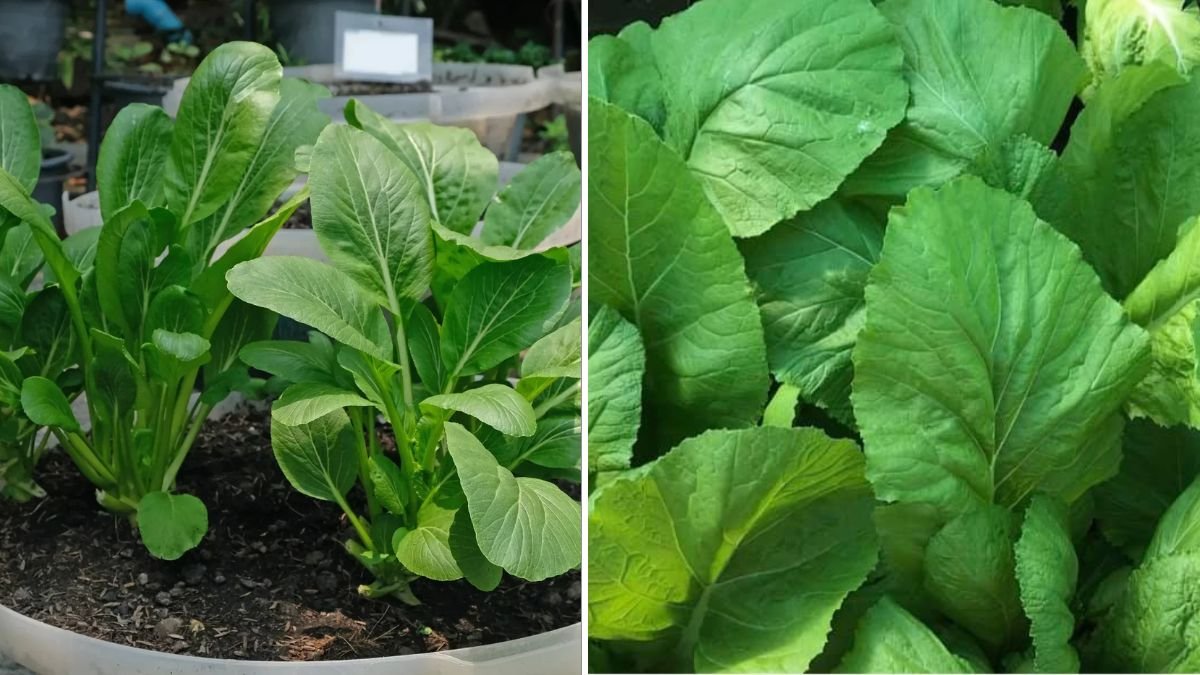 A Complete Guide to Successfully Growing Mustard Greens in Containers