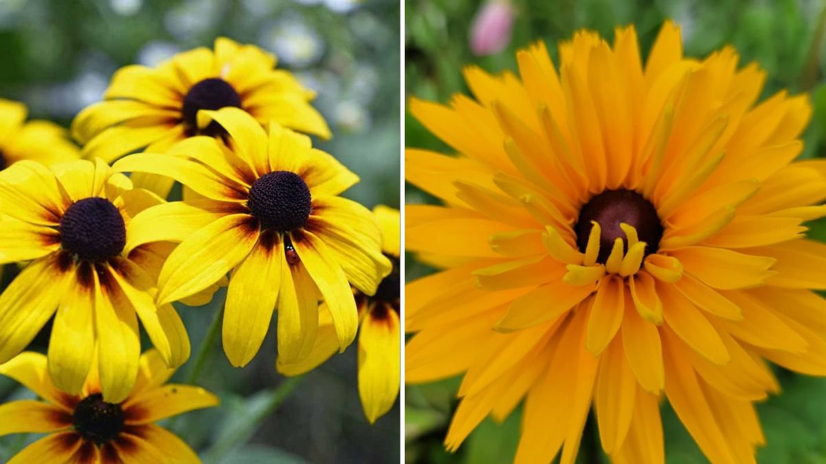 A Complete Guide to Successfully Growing Rudbeckia From Seeds for Beautiful Summer Blooms
