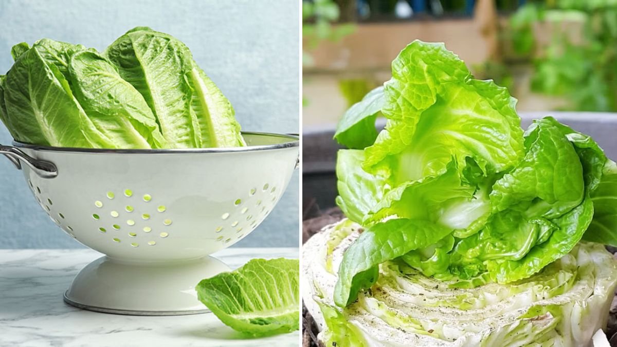Best Method to Grow Lettuce from Kitchen Scraps for Sustainable Gardening Success