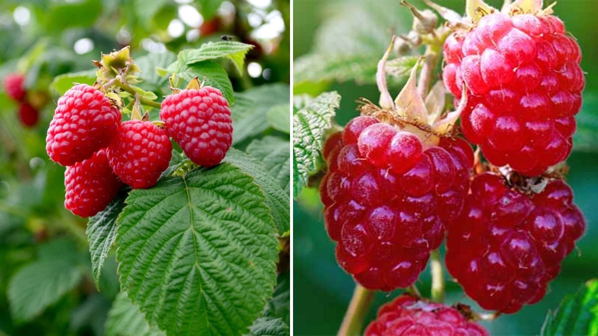 The Ultimate Guide to Successfully Growing Loganberries in Your Garden