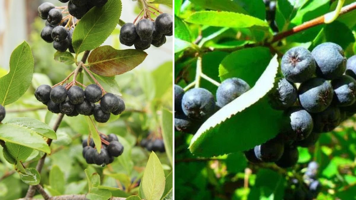 A Comprehensive Guide to Successfully Grow Aronia Berry Plants in Your Backyard