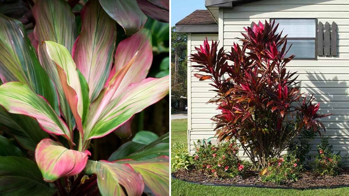 Comprehensive Guide to Growing Ti Plants for Stunning Landscape Decoration Ideas