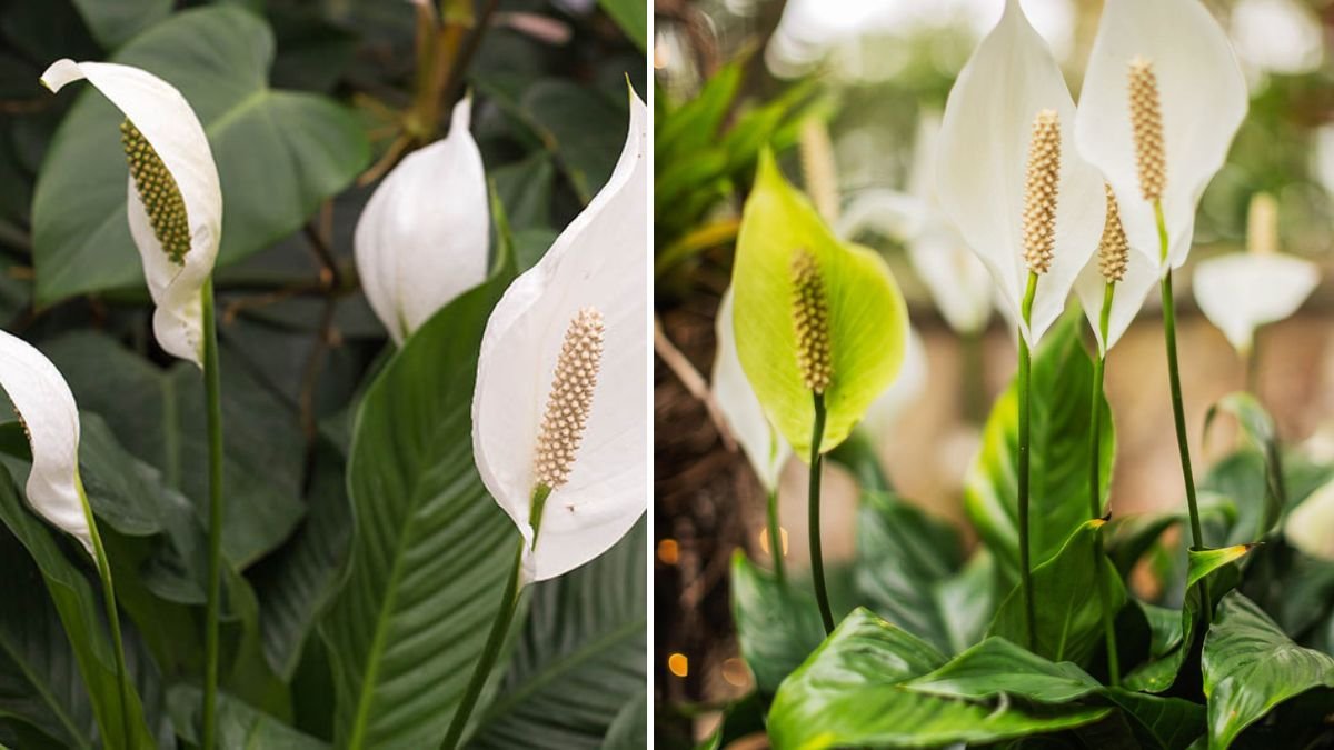 A Simple Guide to Successfully Cultivating Peace Lilies Indoors for Beginners Seeking Easy Techniques