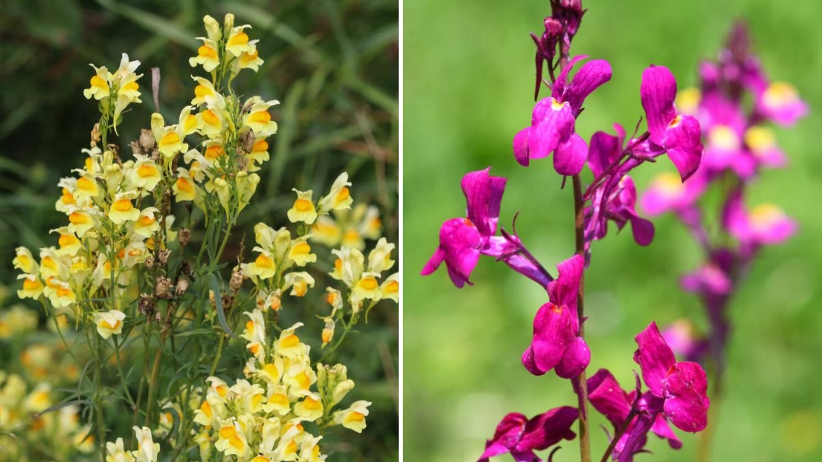Discover the Ultimate Guide to Growing Linaria Toadflax with Simple Techniques for Beginners
