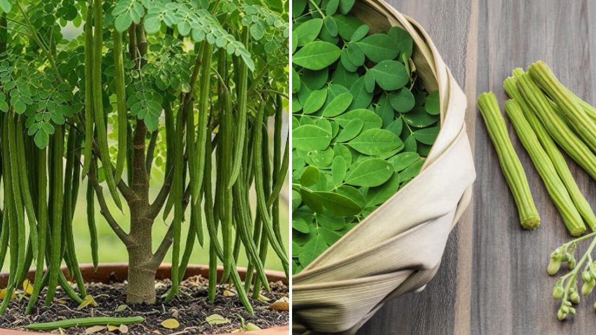 Everything You Need to Know About Growing Moringa Trees at Home for Beginners