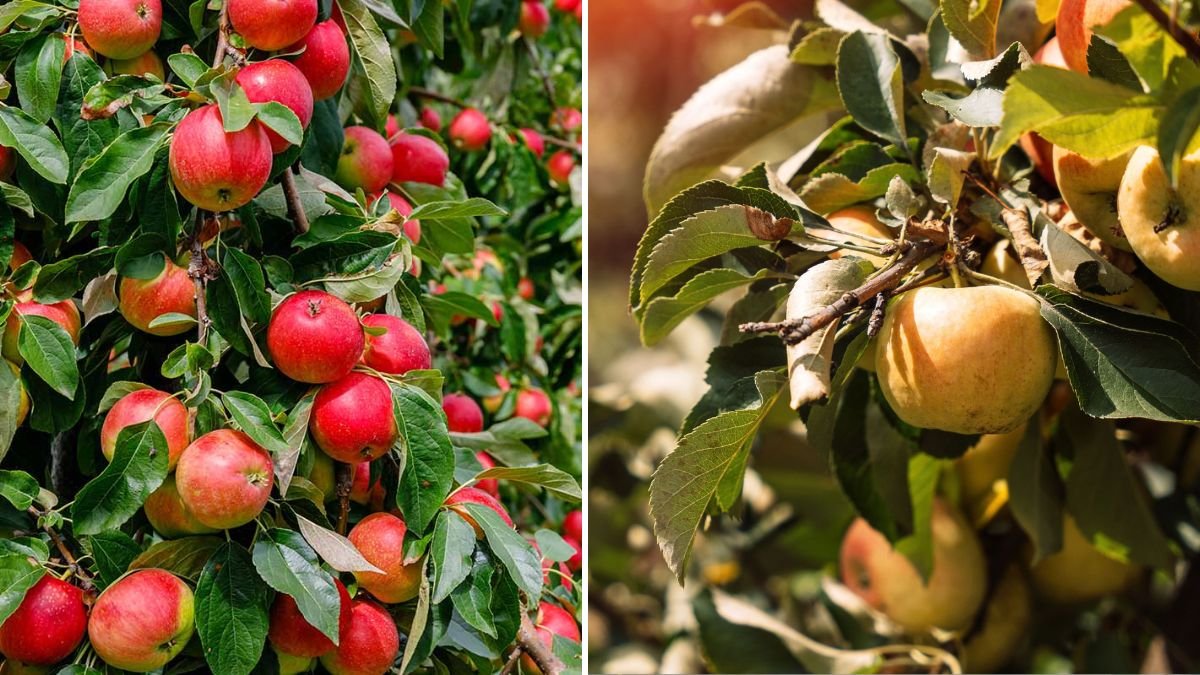 The Ultimate Guide to Successfully Grow Apple Trees from Seed at Home