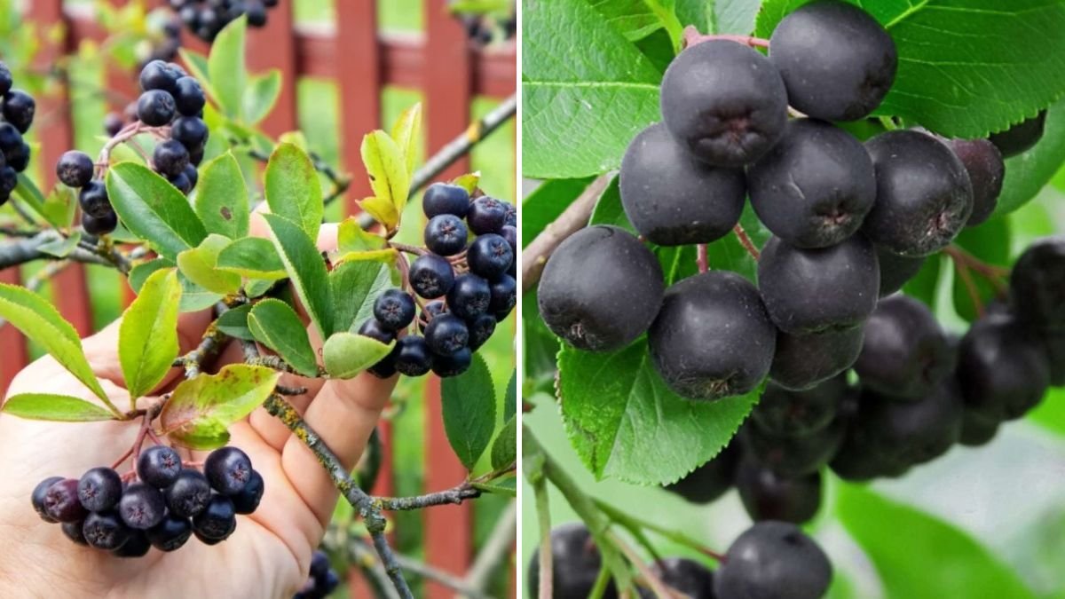 Discovering Effective Strategies for Growing Chokeberry in Canadian Climates for Optimal Yield