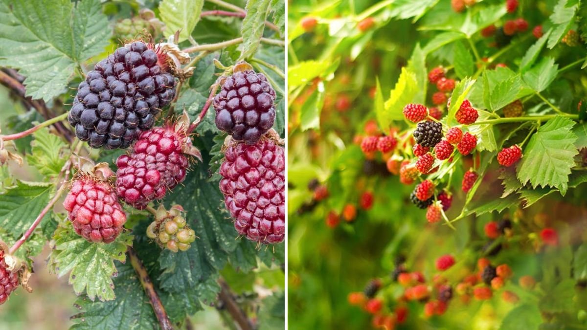 How to Successfully Grow Boysenberry Plants at Home for a Delicious Harvest