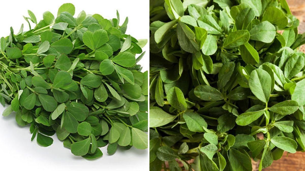 Simple Guide to Growing Fenugreek Saag at Home for Beginners