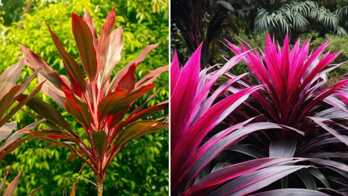 Best Methods to Grow Cordyline for Stunning Garden Decor and Vibrant Aesthetic Appeal
