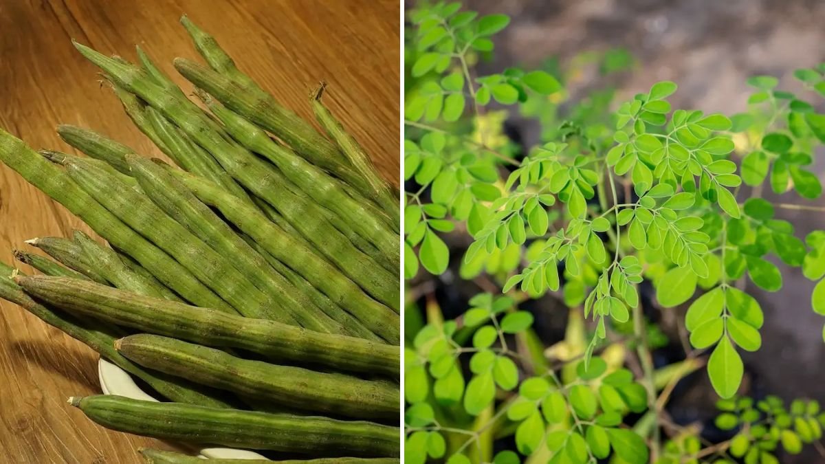 Easy Hack to Grow Drumstick Moringa Leaves in Your Backyard All Year Round