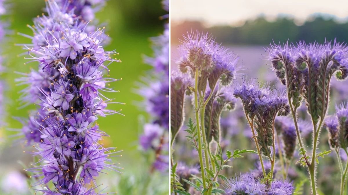 Step by Step Guide to Successfully Grow Phacelia From Seeds and Enhance Your Garden Ecology