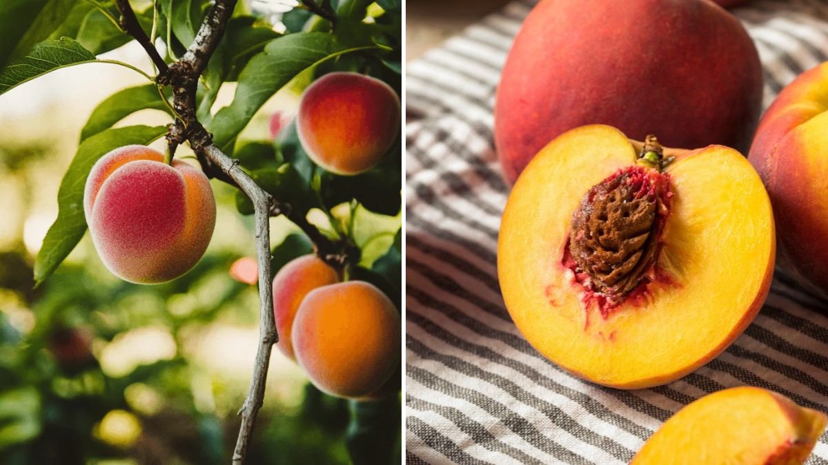 Discover the Simple Trick to Successfully Grow Peach Trees from Seeds and Enjoy Your Own Homegrown Fruit