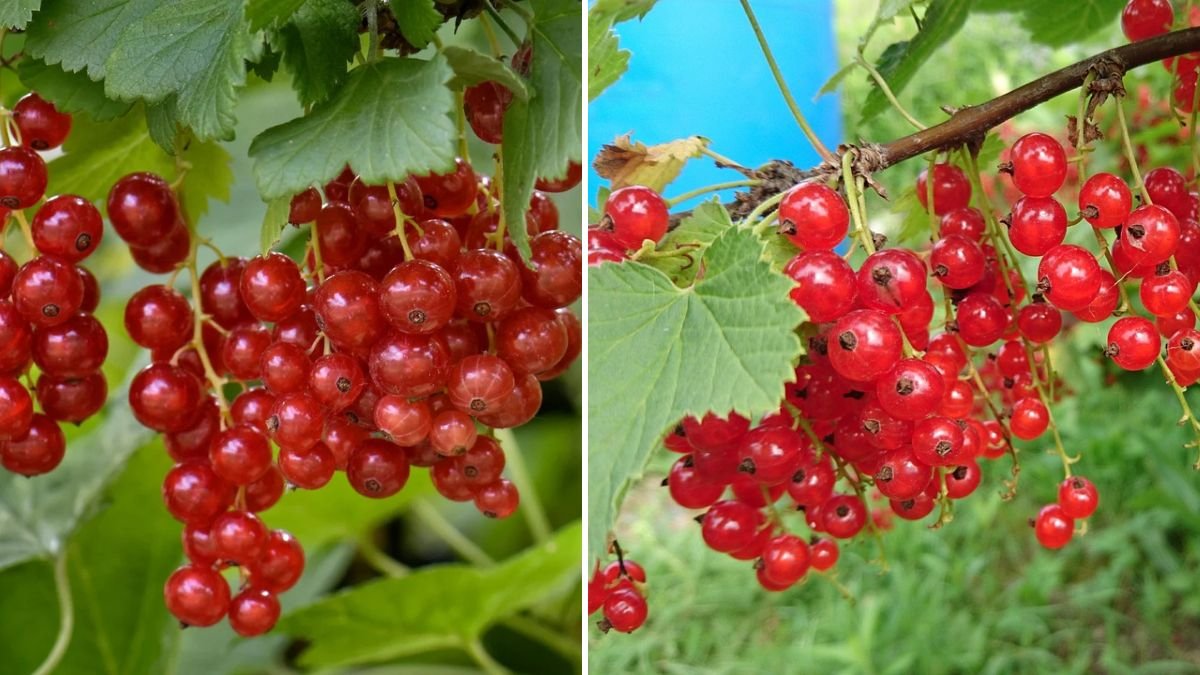 Easy Hack to Grow Red Currants for Beginners to Maximize Your Harvest