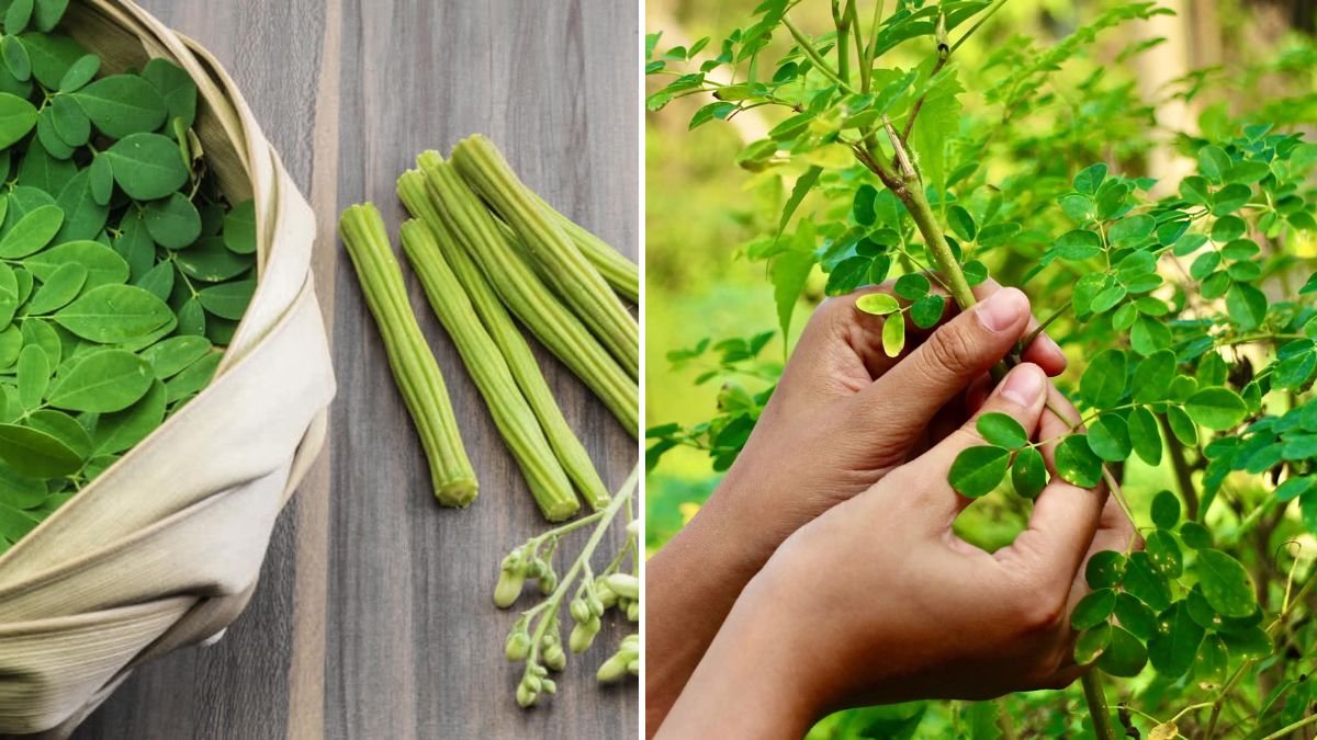 How to Successfully Grow Moringa Leaves at Home for Nutritional Benefits and Easy Harvesting