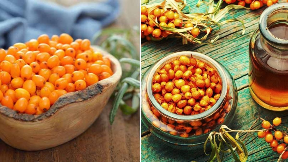 Ultimate Guide to Effortless Cultivation of Sea Buckthorn for Beginners
