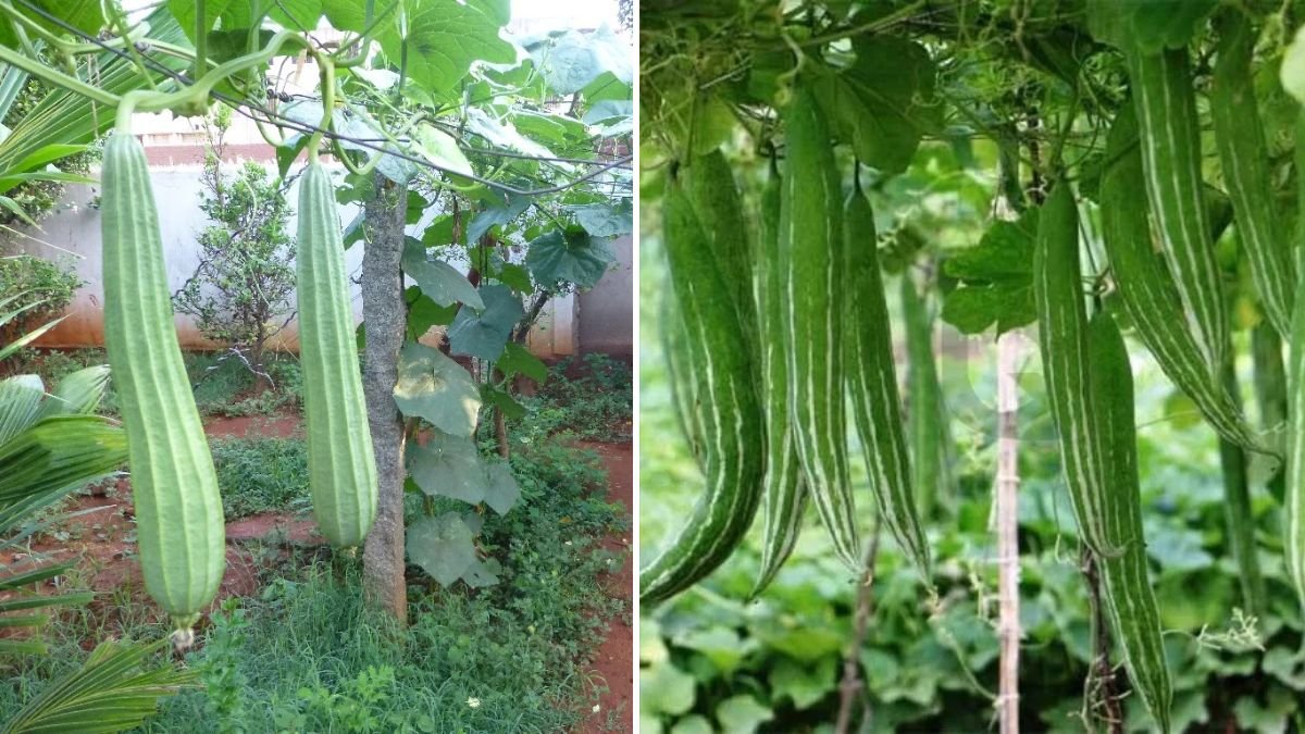 How to Successfully Grow Snake Gourd in Container Gardening for Small Spaces