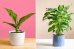 Discover the Simple Way to Grow Dieffenbachia for Lush Indoor Decor