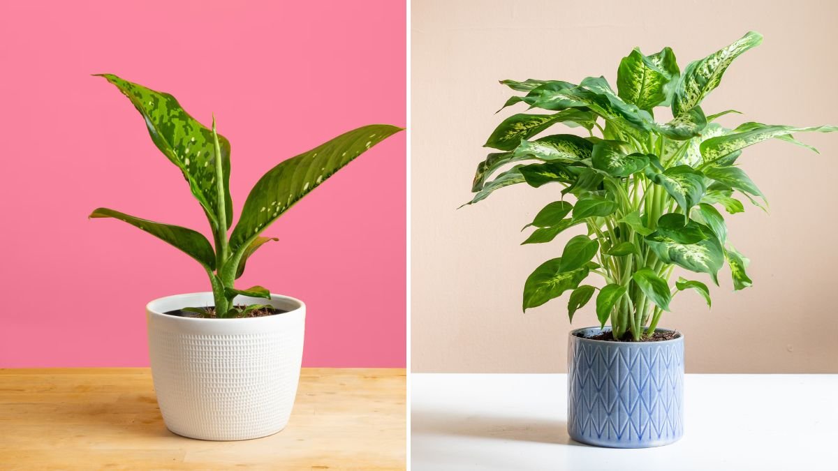 Discover the Simple Way to Grow Dieffenbachia for Lush Indoor Decor