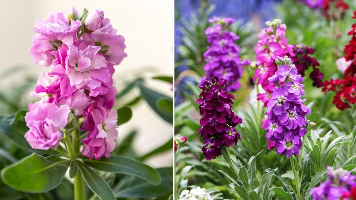 Effective Techniques for Growing Stock Flowers for Vibrant Gardens